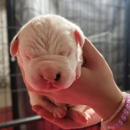Boy 3 - White male Dogo Argentino puppy in Morgan Hill, Pennsylvania from De la Fuerza De Dios