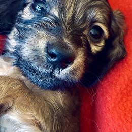 Dachshund Puppies from Northwest Dachshunds