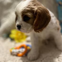 Dottie - Blenheim female Cavalier King Charles Spaniel puppy in Tahlequah, Oklahoma from Love Some Dogs Dachshunds & Cavalier King Charles Spaniels,Cavapoos