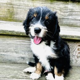 Aussiedoodle Puppies from Casee Wisniewski