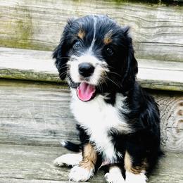Aussiedoodle Puppies from Casee Wisniewski
