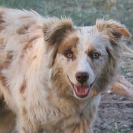 Australian Shepherds from BitABlue Australian Shepherds