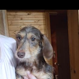 Tabitha - Chocolate and tan female Dachshund puppy in Wheatfield, Indiana from Wines Wienery