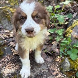 Liam - Red merle male Australian Shepherd puppy in Grants Pass, Oregon from Carmel Mountain Aussies