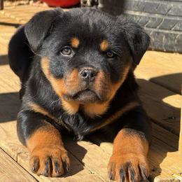 Purple Collar Female - Black and rust female Rottweiler puppy in Brandenburg, Kentucky from Boss Rottweiler Haus