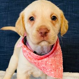 Labrador Retriever Puppies from Bush Hill Labradors