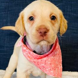 Labrador Retriever Puppies from Bush Hill Labradors