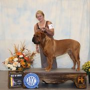Huxley - Dogue de Bordeaux