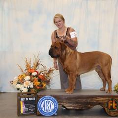 Huxley - Dogue de Bordeaux