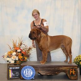 Huxley - Dogue de Bordeaux