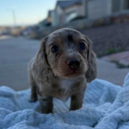 Chocolate and Cream Longhair Male - Dapple male Dachshund puppy in El Paso, Texas from InnerVision K9 & Dachs
