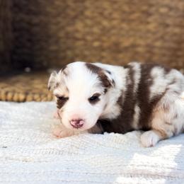 Sparkle - Red merle female Australian Shepherd puppy in Unionville, Iowa from Soap Creek Kennels
