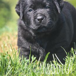 Fortune - Black female Labrador Retriever puppy in Pella, Iowa from Prodigy Farms Therapy Dogs