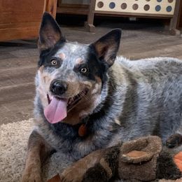 Australian Cattle Dog Puppies from SB Heelers Cattle Dogs and Performance Horses
