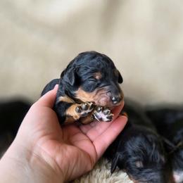 Poppy - Tri-color female Bernedoodle puppy in Ashton, Idaho from Kerr Kanine Ranch