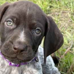 German Shorthaired Pointer Puppies from Upland Points Gun Dogs