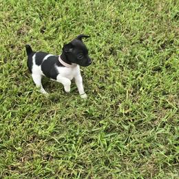 Shes no little Pinky - Black and white female Rat Terrier puppy in Ft Smith, Arkansas from Live Wire Rat Terriers