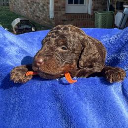 Orange Collar - Phantom male Poodle puppy in Huntsville, Alabama from Flint River Poodles