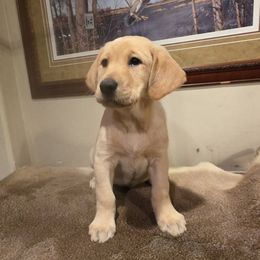 Boy 3 - Yellow male Labrador Retriever puppy in Lenore, Idaho from Sunny Skies Retrievers