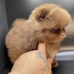 Pomeranian Puppies from Uniquepombabies