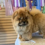Chow Chow Puppies from Naiman Chow Chows
