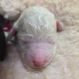 Pink Collar - White female Poodle puppy in Colorado Springs, Colorado from Silly's Standard Poodles
