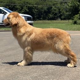 Jilly - Golden Retriever