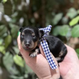 Boy 2 - Black and cream male Dachshund puppy in Winter Haven, Florida from Davidson's Dachshunds