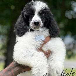 Goldendoodle and Poodle Puppies from Denikka Collins