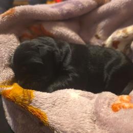 Boy 4 - Black male Giant Schnauzer puppy in Fraziers Bottom, West Virginia from Loyal Hearts Farm / RK's Dobermans