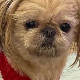 Shih Tzu Puppies from P&B Tzu Tribe