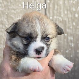 Helga - Sable female Pembroke Welsh Corgi puppy in Clayton, Washington from Smiling J Ranch Corgis