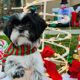 Girl 2 - Black and white Shih Tzu puppy in Riverside, California from Angel Babies