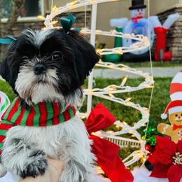 Girl 2 - Black and white Shih Tzu puppy in Riverside, California from Angel Babies