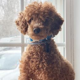 Toby - Poodle