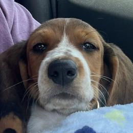Basset Hounds from Dried Creek Farms Basset Hounds