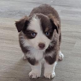 Hickory - Red tri male Toy Australian Shepherd puppy in Mountain Home, Idaho from LJK Boxers & Toy Aussies