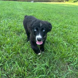 Onyx - Black & white female Australian Shepherd puppy in Albertville, Alabama from Salt Creek Aussies