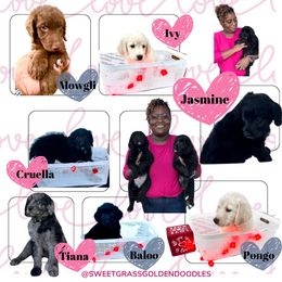 "Available Pups" Goldendoodle Puppies from Sweetgrass Goldendoodles of Moncks Corner