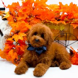 Timmy - Red  male Goldendoodle puppy in North Carolina from NC Doodle Puppies