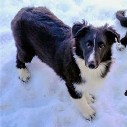 Ben - Black and white male Shetland Sheepdog puppy in Albany, New York from K&A Little Wonder's