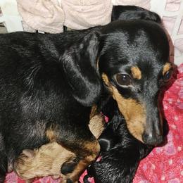 Sawyer - Dachshund