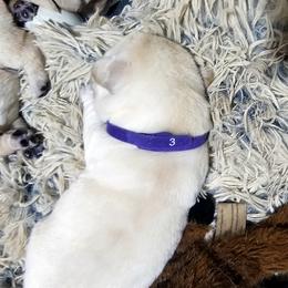 Puppy 3 - Yellow male Labrador Retriever puppy in Norwell, Massachusetts from Gabriel Ben-Yosef's Labs