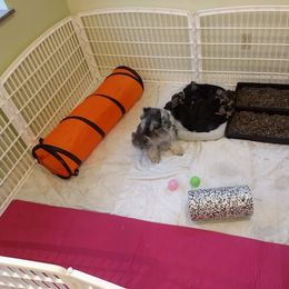 Miniature Schnauzer Puppies from Beard and Brows Miniature Schnauzers