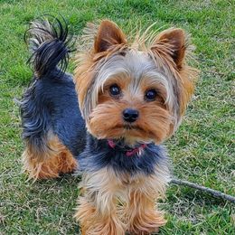 Chase - Yorkshire Terrier