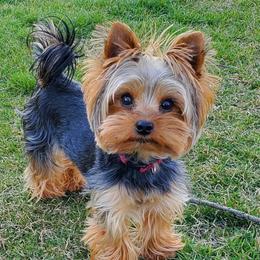Chase - Yorkshire Terrier