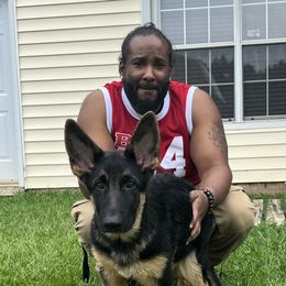 German Shepherds from TDShepherds