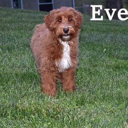 Goldendoodle Puppies from Hilltop Pups By Abby,LLC