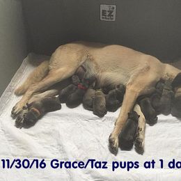 Anatolian Shepherd Dog Puppies from Alaturkay Anatolians since 1987
