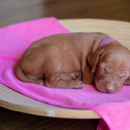 Vizsla Puppies from Wilkes Family Vizslas